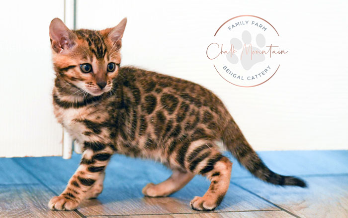 Bengal kitten for sale